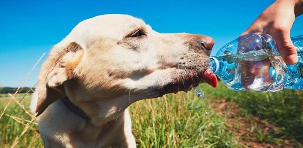 Keep Your Pets Safe Over Summer